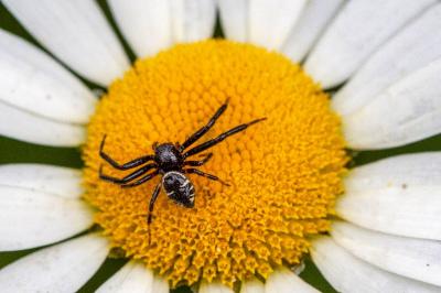 <i>Synema globosum</i>