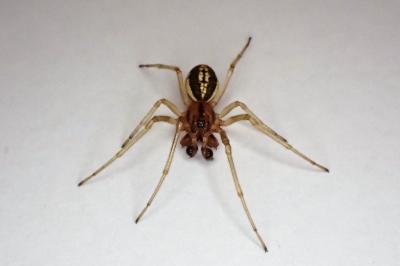 <i>Pachygnatha clercki</i>