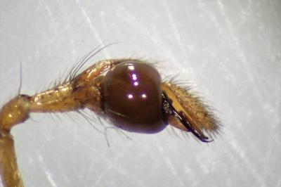 <i>Pachygnatha clercki</i>