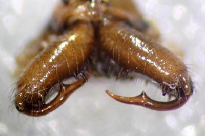 <i>Pachygnatha clercki</i>