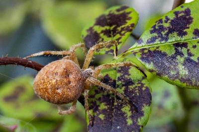 <i>Araneus quadratus</i>