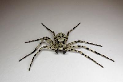 <i>Philodromus margaritatus</i>