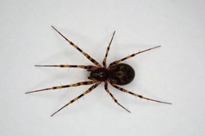 <i>Lepthyphantes minutus</i>