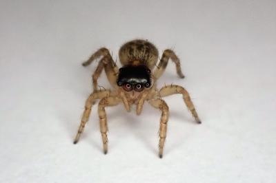 <i>Saitis barbipes</i>