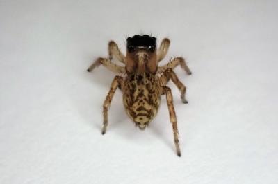 <i>Saitis barbipes</i>