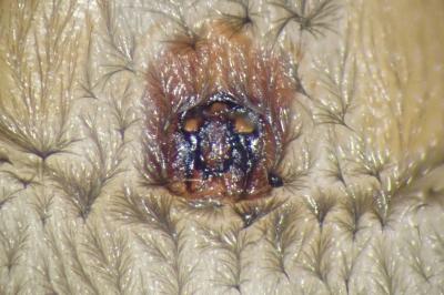 <i>Scotophaeus scutulatus</i>