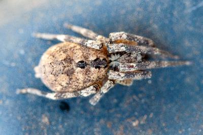 <i>Zoropsis spinimana</i>