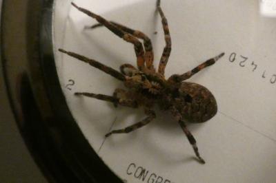 <i>Zoropsis spinimana</i>