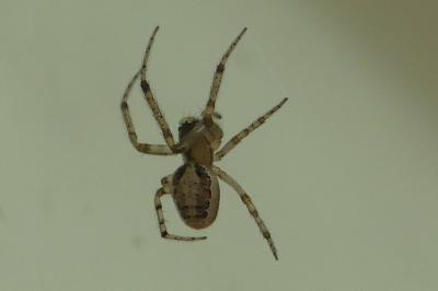 <i>Zygiella x-notata</i>