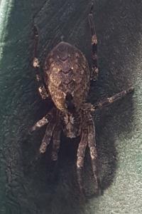 <i>Zoropsis spinimana</i>