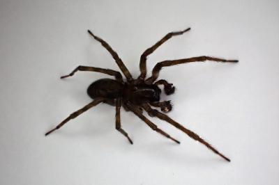 <i>Amaurobius ferox</i>