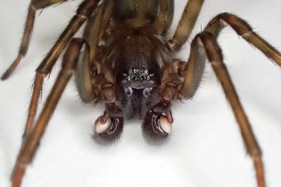 <i>Amaurobius ferox</i>
