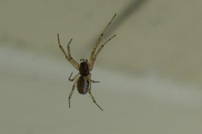 <i>Frontinellina frutetorum</i>