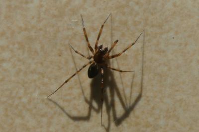 <i>Lepthyphantes minutus</i>