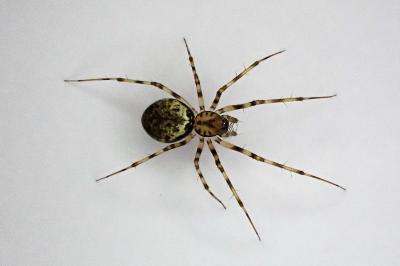 <i>Drapetisca socialis</i>