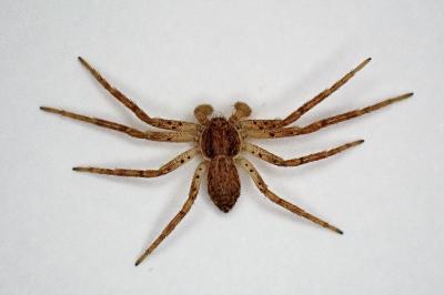 <i>Philodromus dispar</i>