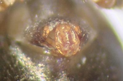 <i>Lepthyphantes minutus</i>
