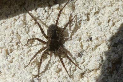 <i>Pardosa</i>