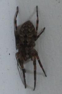 <i>Zoropsis spinimana</i>