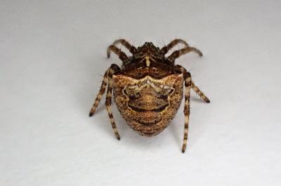 <i>Gibbaranea bituberculata</i>