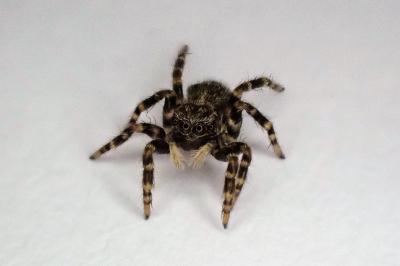 <i>Pseudeuophrys erratica</i>
