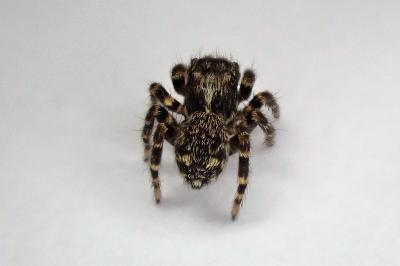 <i>Pseudeuophrys erratica</i>