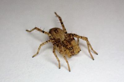 <i>Anyphaena accentuata</i>