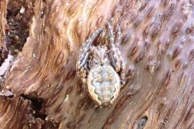 <i>Nuctenea umbratica</i>