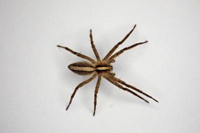 <i>Pisaura mirabilis</i>