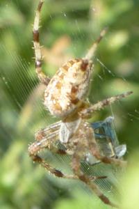 <i>Araneus diadematus</i>