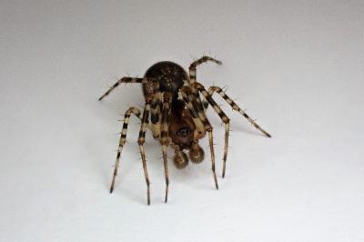 <i>Neriene montana</i>