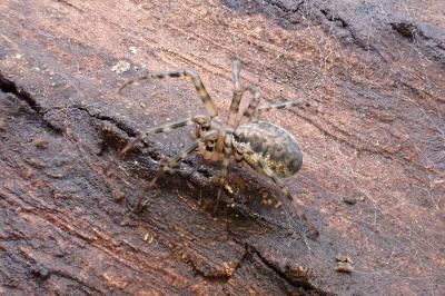 <i>Neriene montana</i>