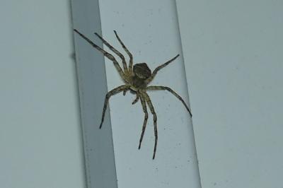 <i>Philodromus margaritatus</i>