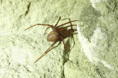 <i>Meta bourneti</i>