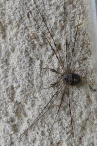 <i>Dicranopalpus ramosus</i>