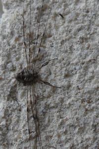 <i>Dicranopalpus ramosus</i>