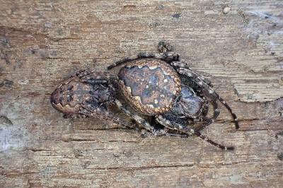 <i>Nuctenea umbratica</i>