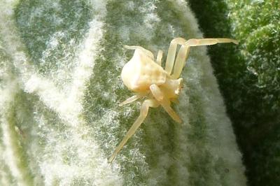<i>Thomisus onustus</i>