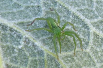 <i>Micrommata ligurina</i>