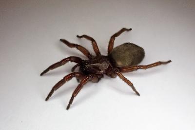 <i>Scotophaeus scutulatus</i>