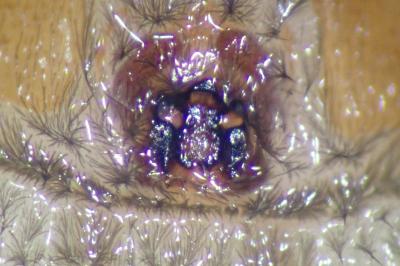 <i>Scotophaeus scutulatus</i>