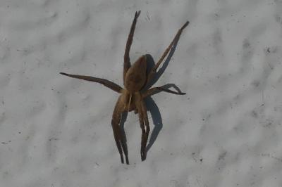 <i>Pisaura mirabilis</i>