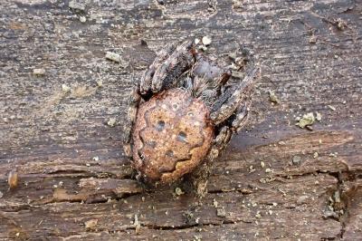 <i>Nuctenea umbratica</i>