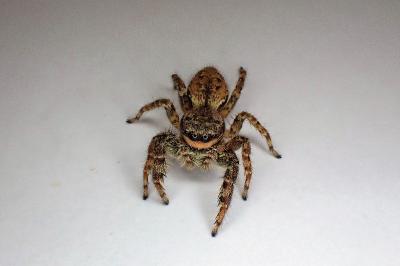 <i>Marpissa muscosa</i>