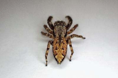 <i>Marpissa muscosa</i>