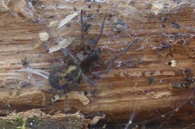 <i>Amaurobius</i>