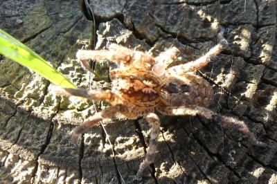 <i>Zoropsis spinimana</i>