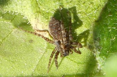 <i>Pardosa</i>