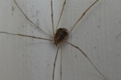 <i>Opilio</i>