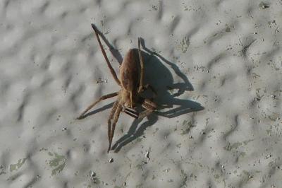 <i>Pisaura mirabilis</i>